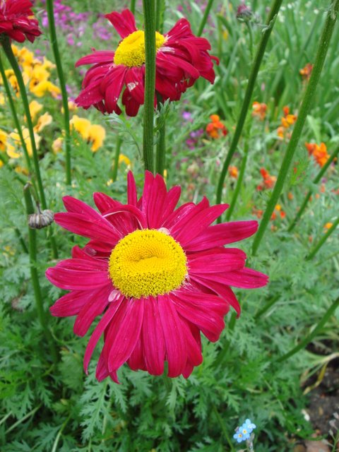 Pyrethrum roseum fleur